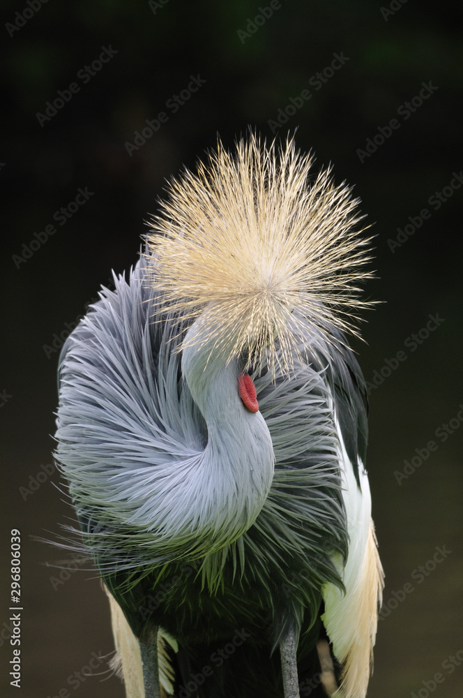 Fototapeta premium LEO