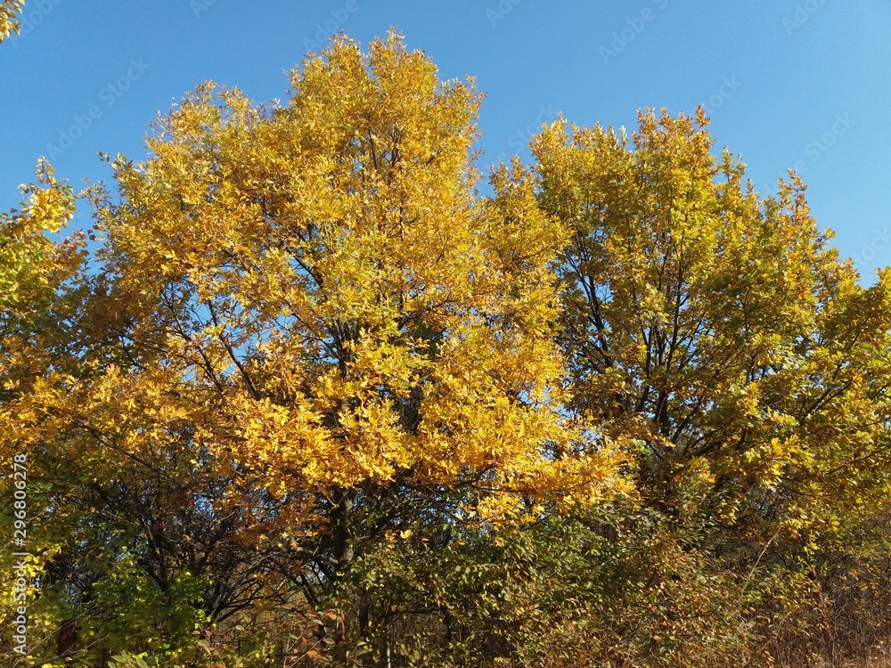 yellow tree in autumn yellow tree in autumn