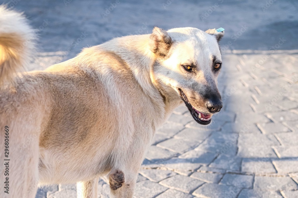 Naklejka premium Street old dog