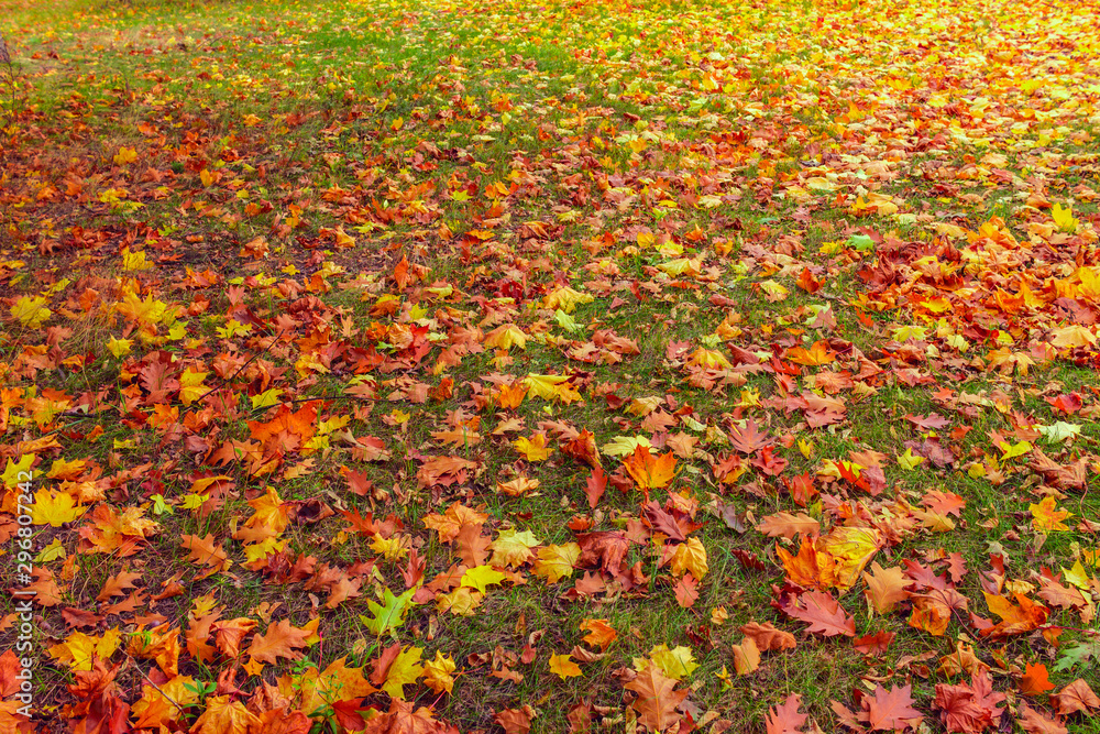 background with fallen autumn leaves. autumn background with red and yellow fallen leaves.