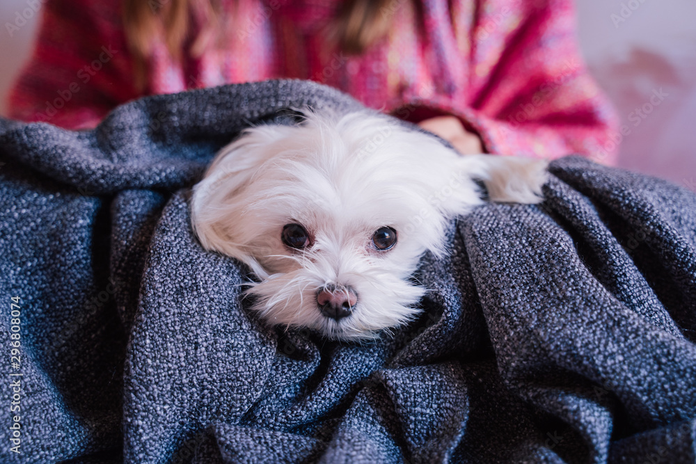 Φωτογραφία young beautiful woman on bed at home wrapped in a blanket with her Cute maltese dog