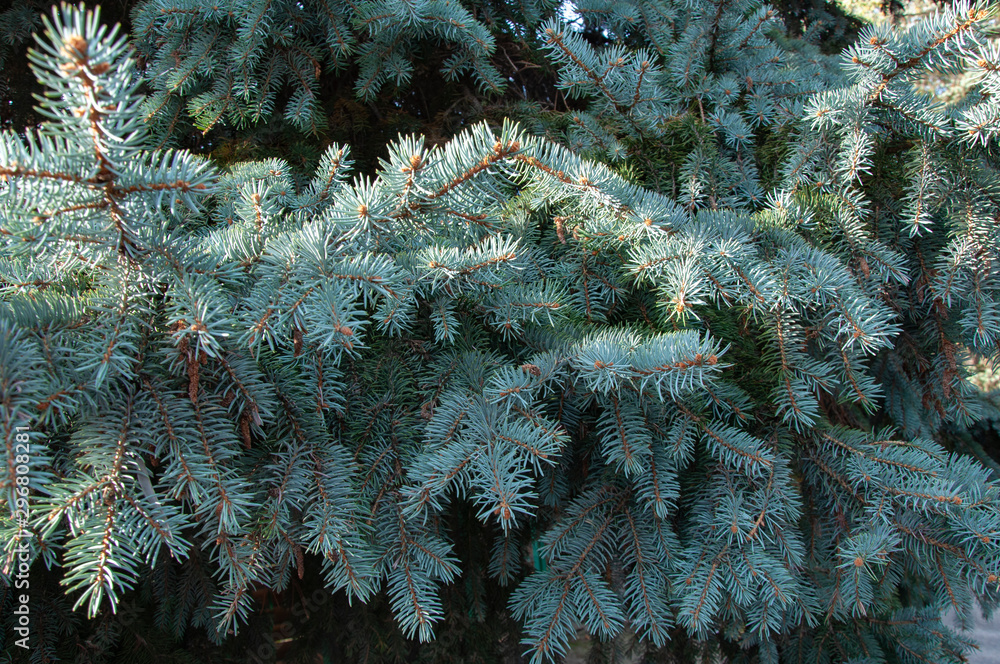 Beautiful spruce branches with green and blue needles
