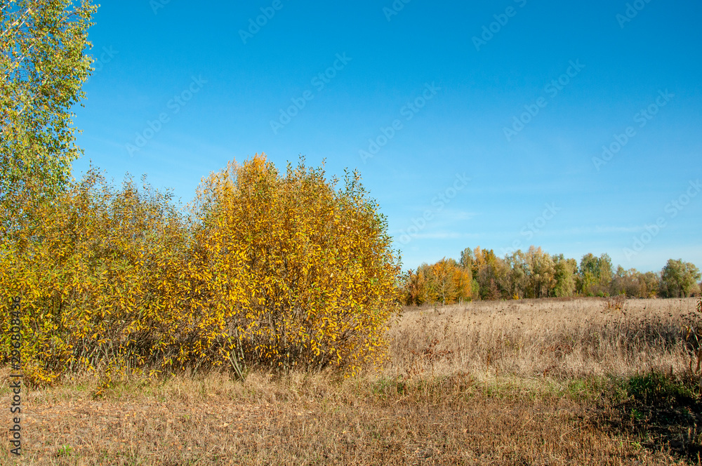 Village field with tall yellow grass and trees on the horizon