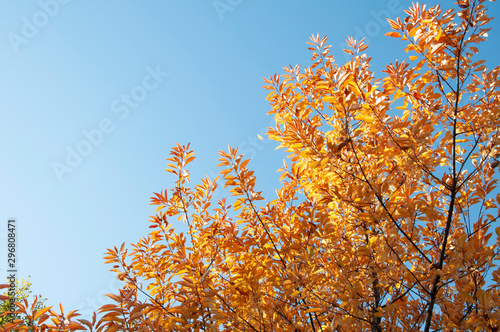 Orange and yellow autumn leaves of a tree on a background of blue sky