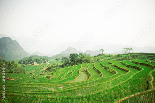 Obraz na plátně green rice terraces in vietnam
