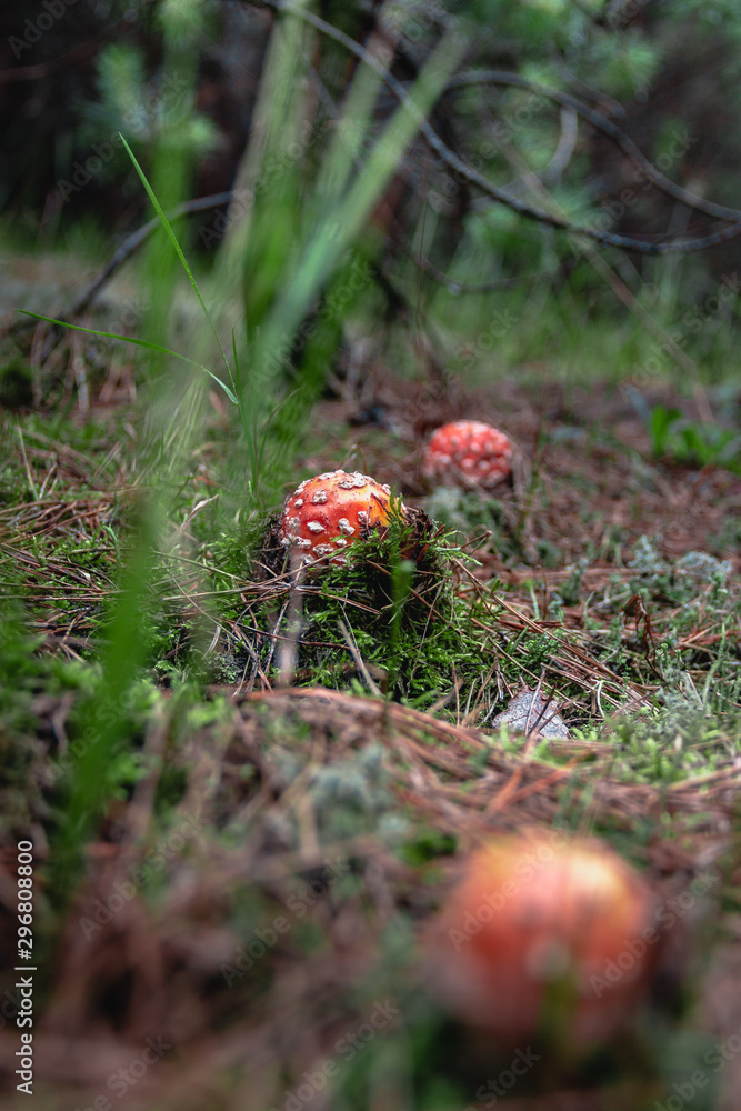 toadstools in the pine forest after the rain toadstools in the pine forest after the rain