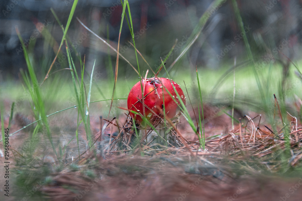 toadstools in the pine forest after the rain toadstools in the pine forest after the rain