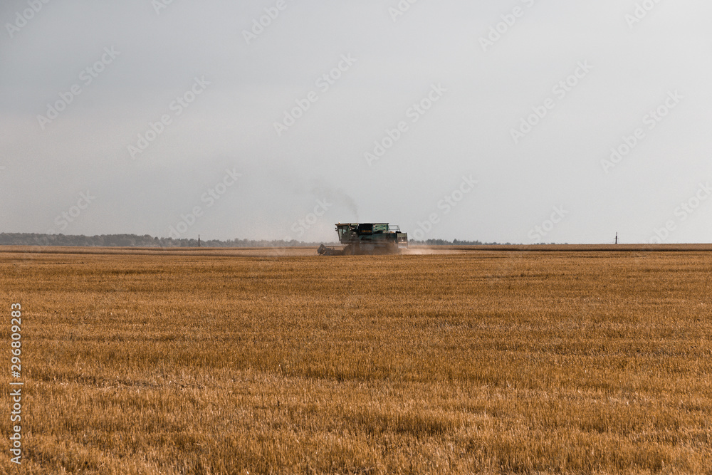 Fototapeta premium harvester working in the field. Removes wheat from the fields