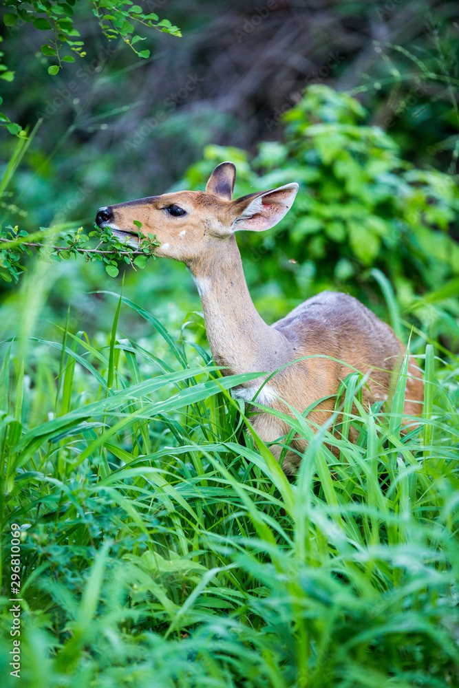 A female Nyala standing in the tall green grass while eating some leaves.