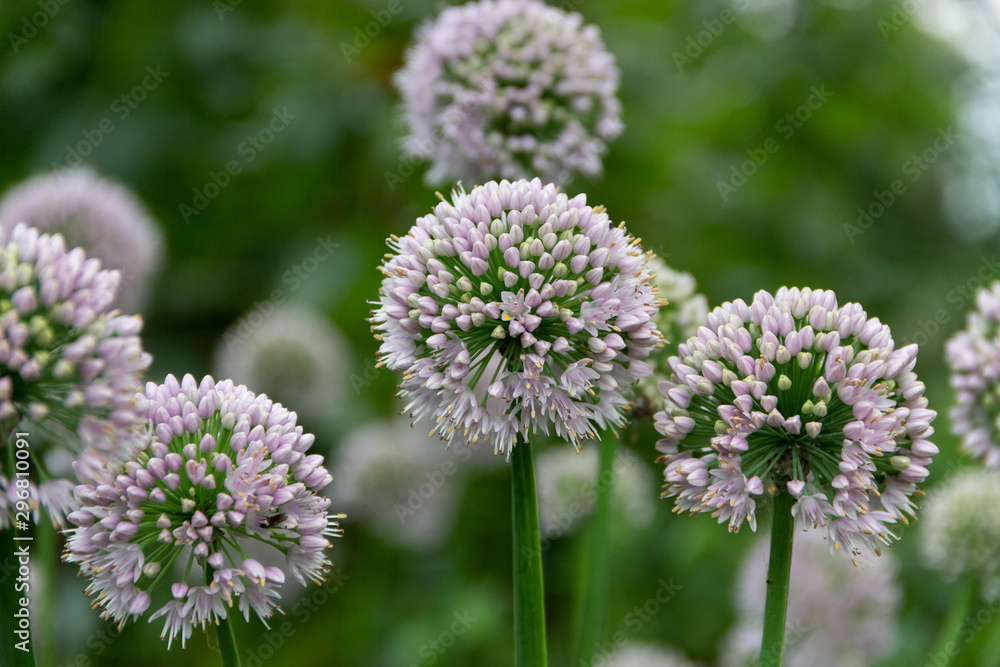 Close-up photo of purple alliums blossom. Flowering decorative bow. Shallow DOF Close-up photo of purple alliums blossom. Flowering decorative bow. Shallow DOF