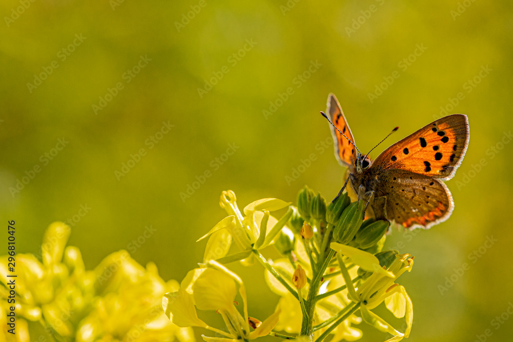 Obraz premium Nature