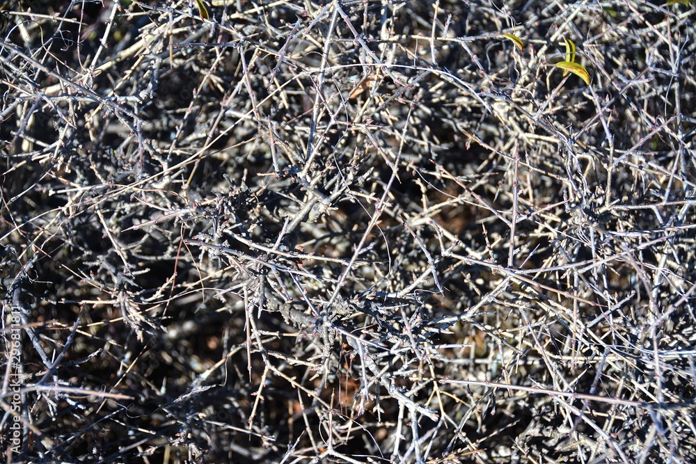many dry branches many dry branches