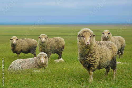 Flock of beautiful lambs in a vast steppe