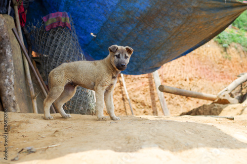 Junger Hund in Sapa, Vietnam