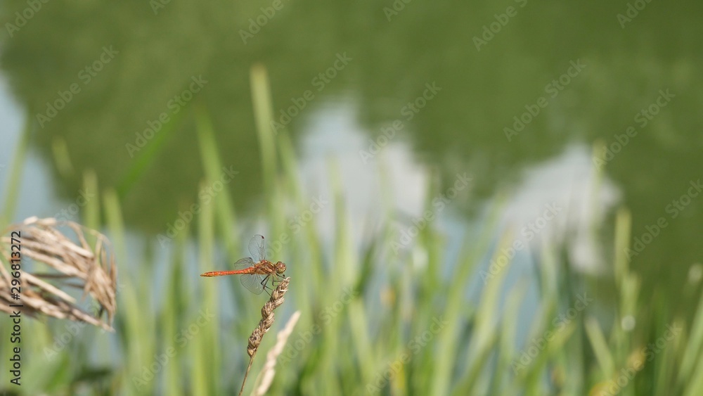 Dragonfly sits on a spikelet on the background of the river.