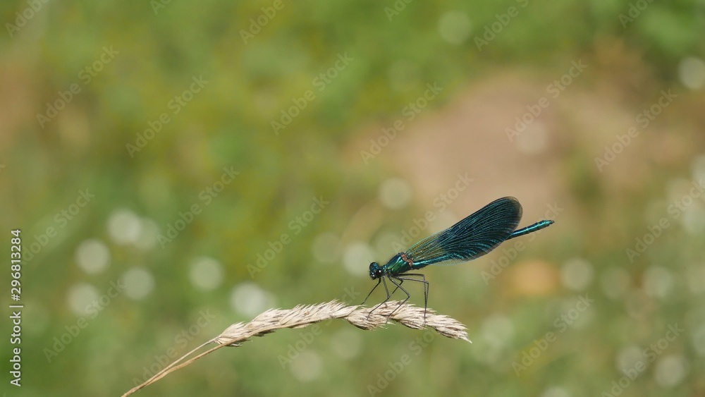 River dragonfly sits on a spikelet. River dragonfly sits on a spikelet.