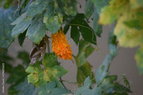 maple leaves in autumn