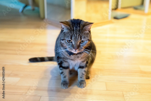  A British breed cat sits on a parquet floor.