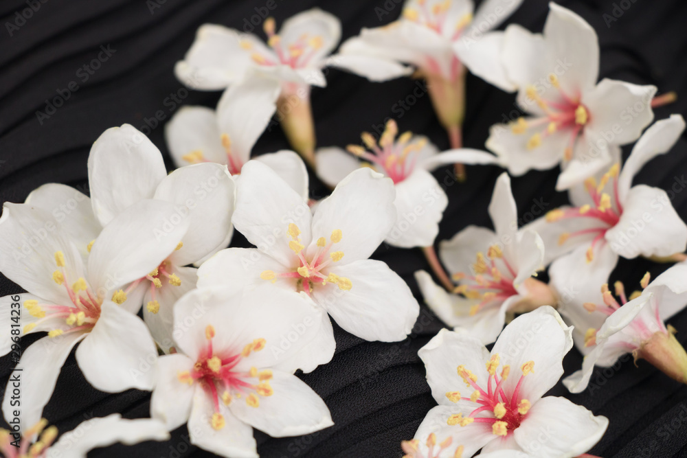 A close-up view of tung blossoms on a black background. A close-up view of tung blossoms on a black background.