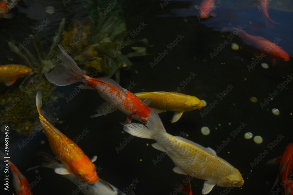 Colourful charming Koi Carp Fishes moving in pond with shadow and light reflection, Carp fishes swims under water surface Colourful charming Koi Carp Fishes moving in pond with shadow and light reflection, Carp fishes swims under water surface