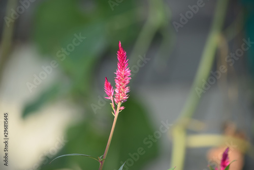 flower in garden
