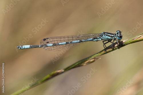 Coenagrion mercuriale the southern damselfly delicate insect of electric blue and black color that lives in little degraded places