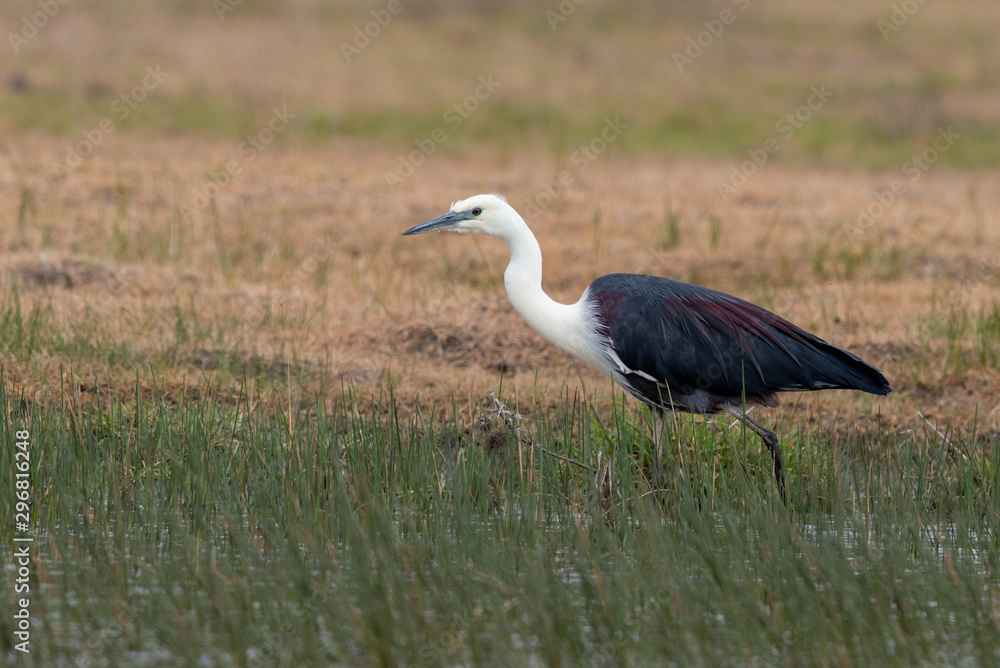 Obraz premium White-necked Heron in Australia
