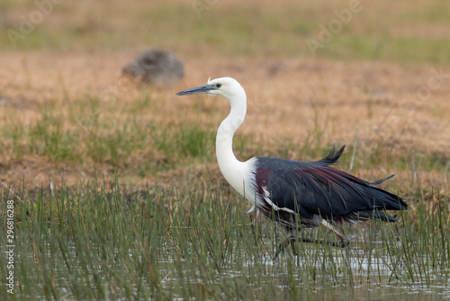 White-necked Heron in Australia © Imogen