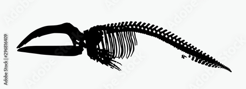  skeleton a whale  vector illustration