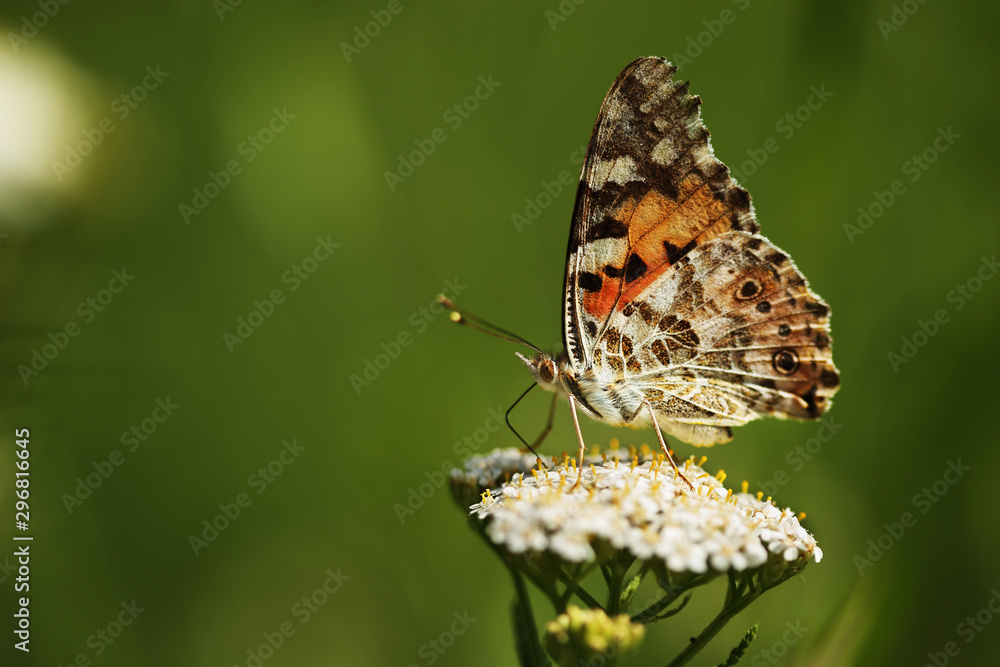 Painted lady on flower in the garden Painted lady on flower in the garden