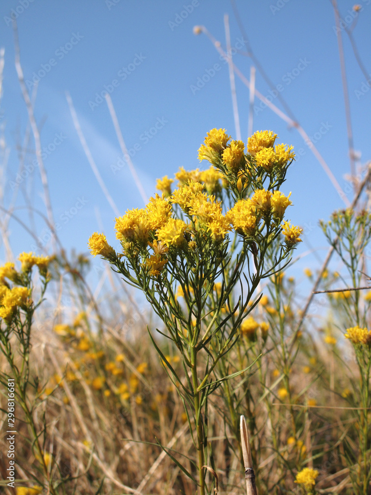 Obraz premium Galatella linosyris