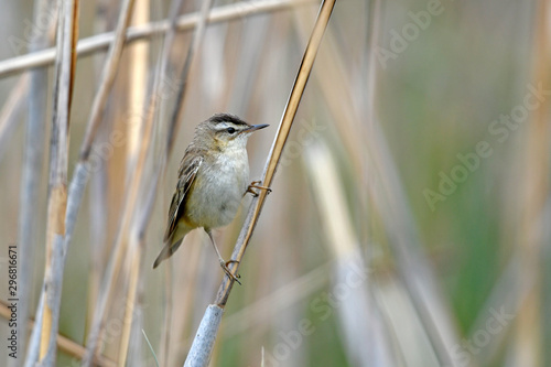 Schilfrohrsänger (Acrocephalus schoenobaenus) - Sedge warbler photo