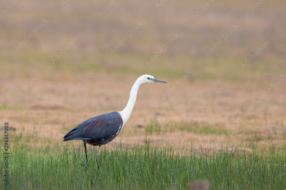 White-necked Heron in Australia White-necked Heron in Australia