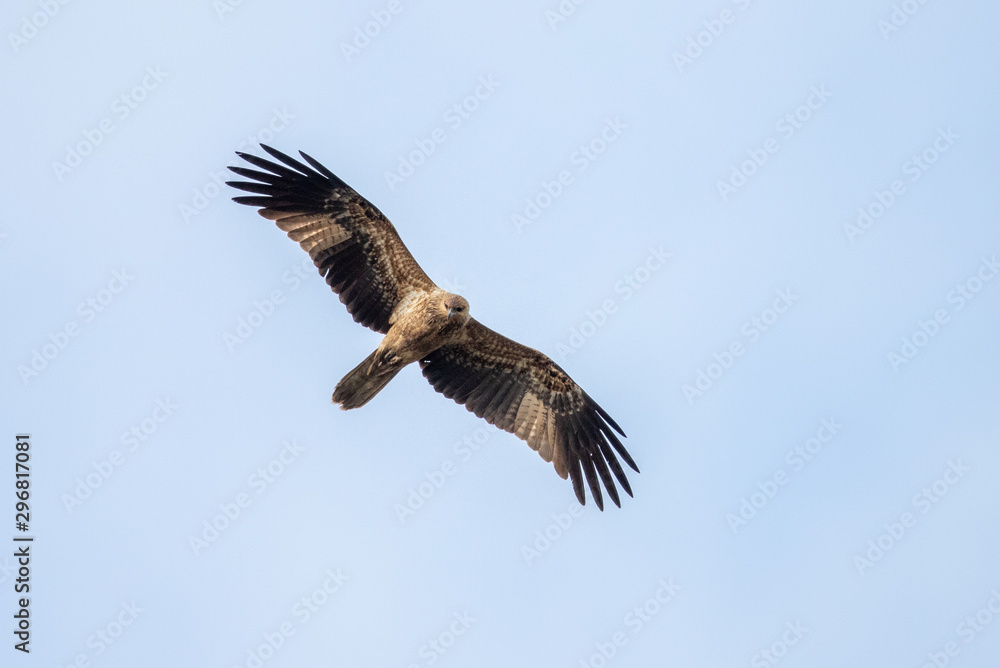 Whistling Kite in Australia Whistling Kite in Australia