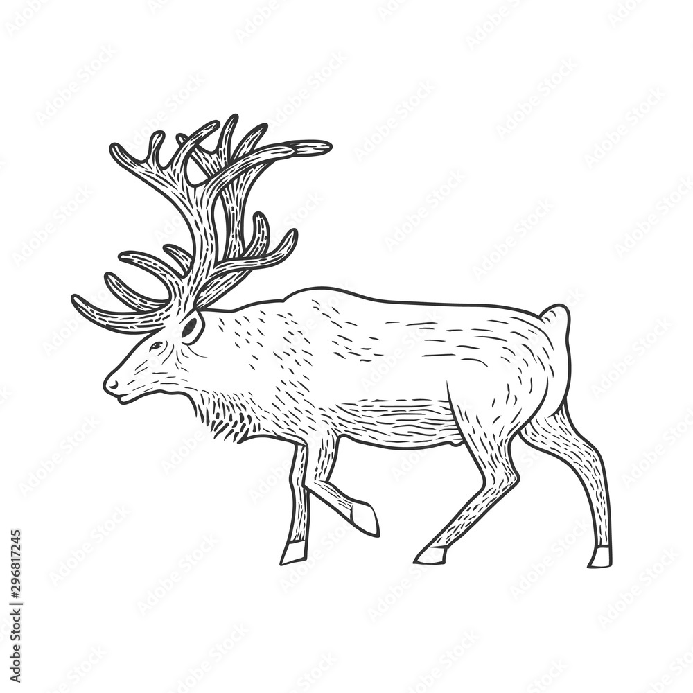 Fototapeta premium Illustration of beautiful deer.