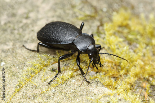 Carabus coriaceus beetle in the forest