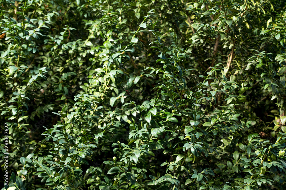 Samshit/buxus in the garden. Ukraine, summer Samshit/buxus in the garden. Ukraine, summer