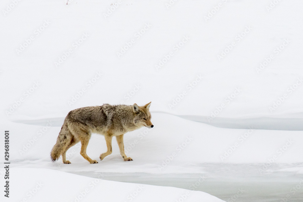 Stalking Coyote in the snow along a Frozen River