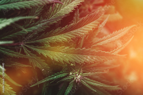 Marijuana close-up. Ganja, cannabis. Narcotic grass