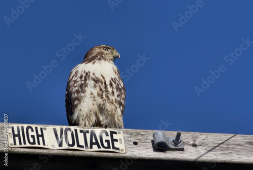Hawk Next To Power Lines