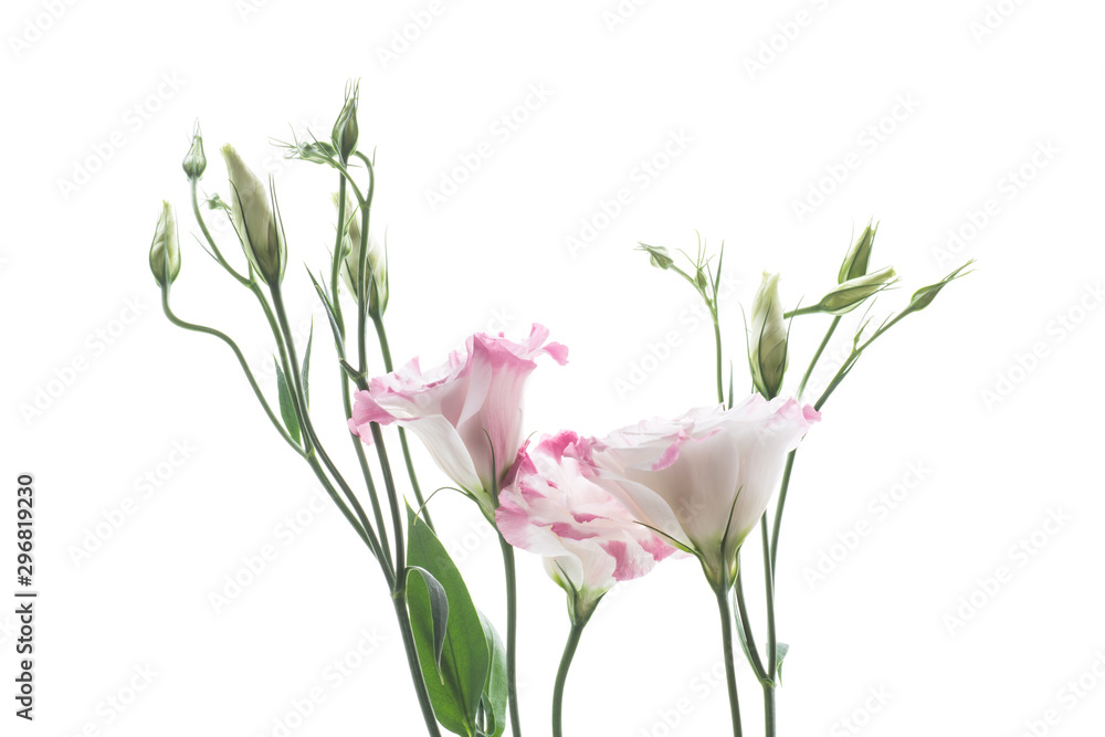 beautiful pink lisianthus flowers isolated on white