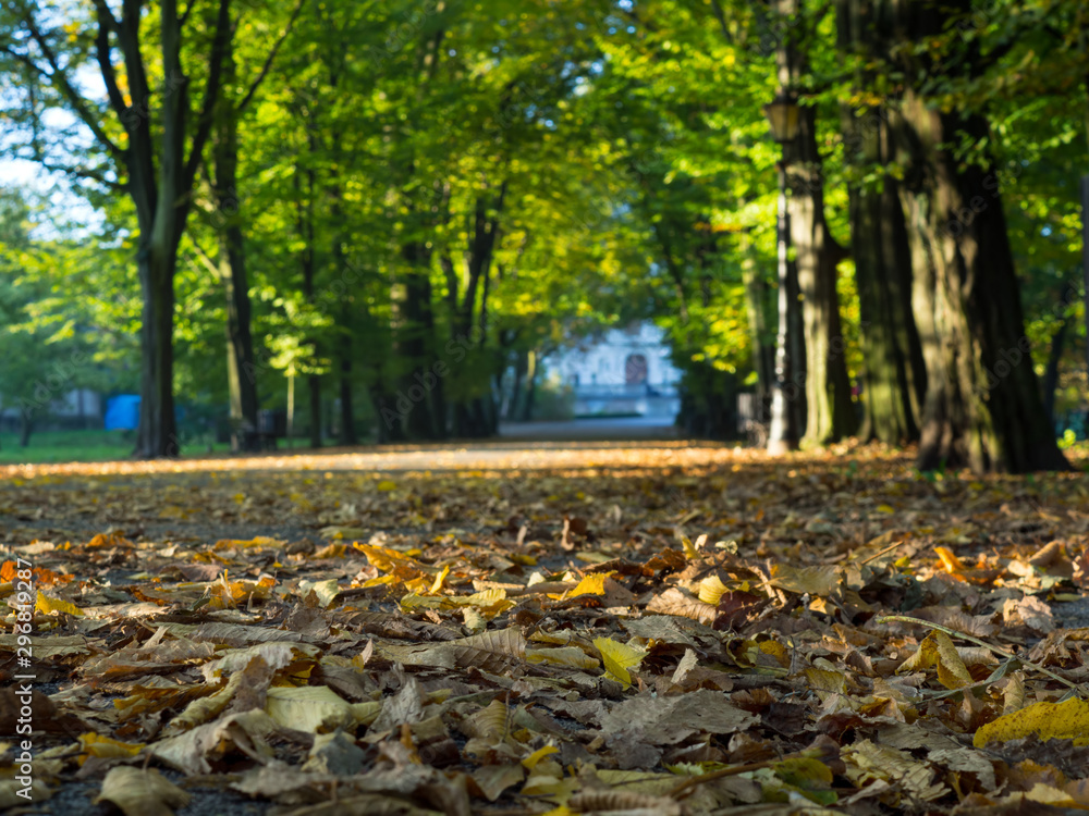 Autumn morning in the park Autumn morning in the park