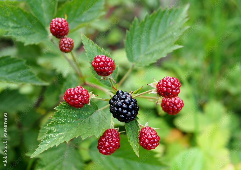 The ripening berries of garden blackberry on a natural background The ripening berries of garden blackberry on a natural background