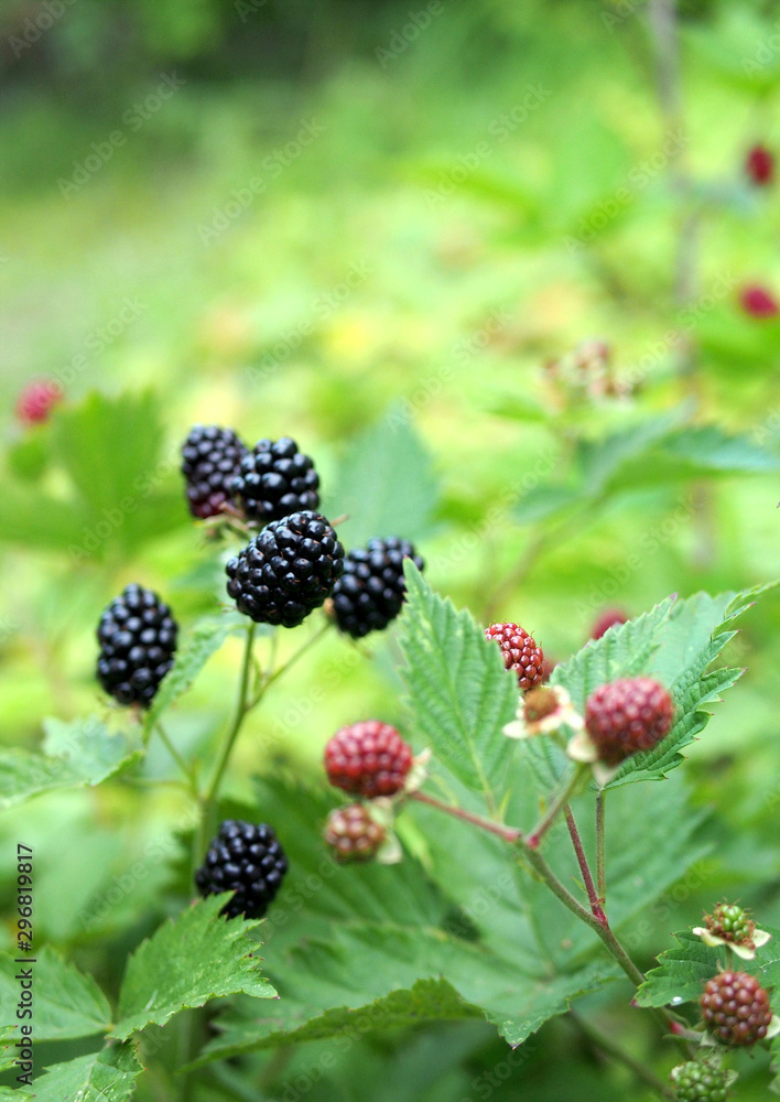 Branches of thorn free blackberry with berries and leaves on a natural background Branches of thorn free blackberry with berries and leaves on a natural background