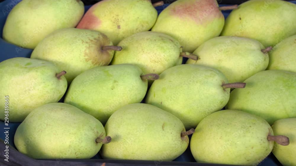 Autumn harvests of season pears close up Autumn harvests of season pears close up
