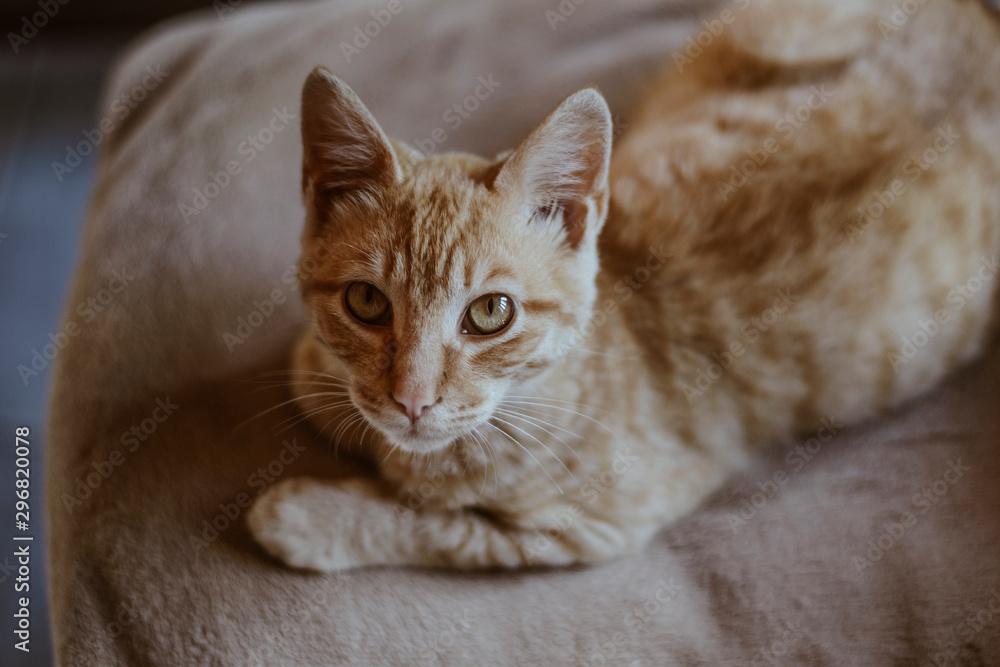 Gato distraido Gato distraido