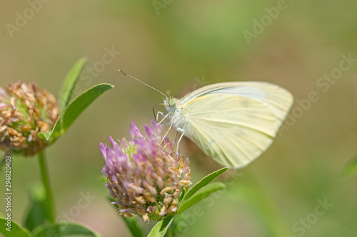 Common brimstone butterfly (Gonepteryx rhamni) sings nectar on clover flower. Yellow Common brimstone butterfly (Gonepteryx rhamni) on flower, blurred background. © ihorhvozdetskiy