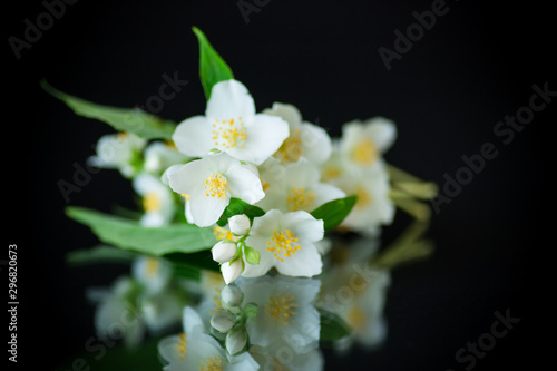 beautiful white jasmine flowers on a branch isolated on black