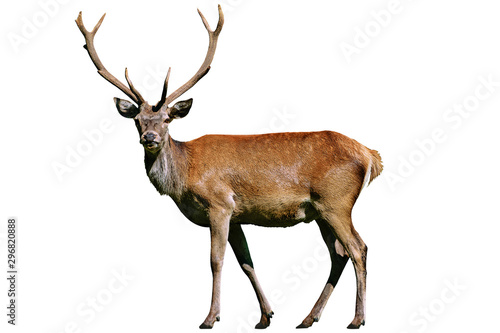 Foto Portrait of a wild red deer stag isolated on a white background in close-up ( hi