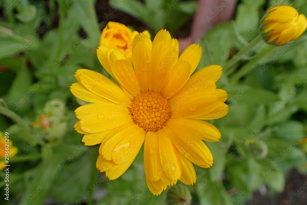 A yellow flower with the dew drops A yellow flower with the dew drops